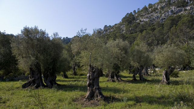 Wanderroute Son Servera - Artà