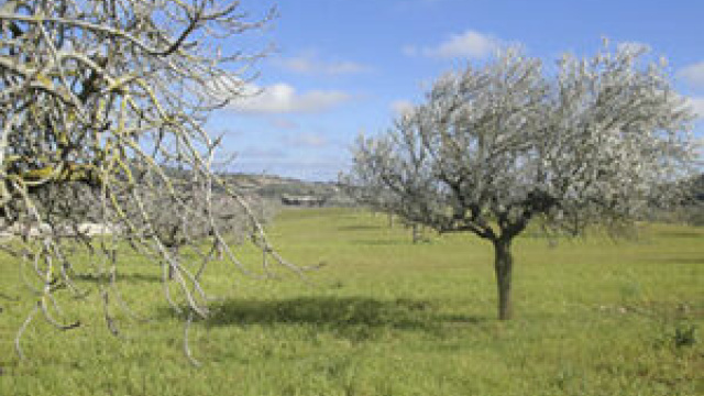 Hiking route Son Carrio