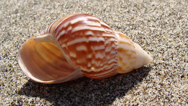 Port Roig Beach